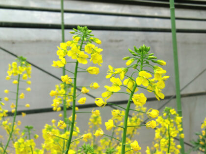 ぴ 花苗 6株 ぴ 花苗 6株 hanahirobaonline_niwaki-